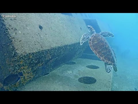 Wahoo Bay Underwater Camera