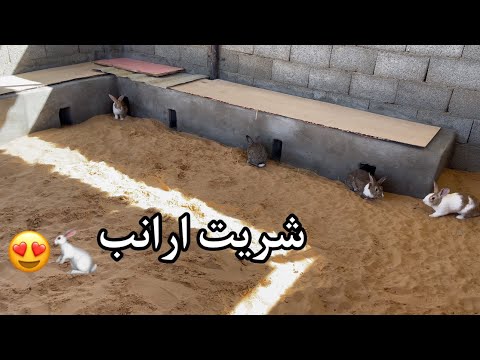 خلصت العشه وشريت أرانب جديده🐇🎉