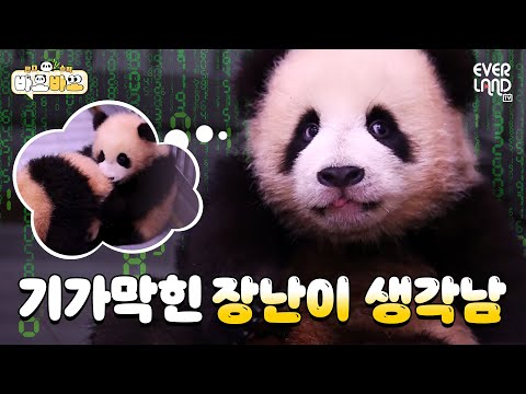 [ENG] 와구와구! 사랑먹고 장꾸미도 쑥쑥! 루이&후이 쌍둥이 천사들💕｜#바오바오 EP.16 | 에버랜드 판다월드
