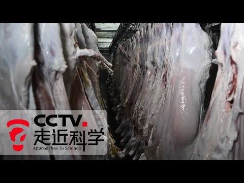 《走近科学》 保鲜加工有绝招 20190924 | CCTV走近科学官方频道