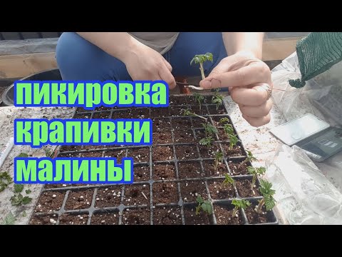 Размножение малины из маточного корня