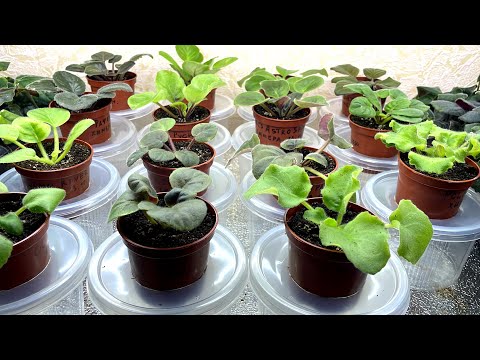 Можно ли САЖАТЬ фиалку в ПОКУПНОЙ грунт из МАГАЗИНА? Какие могут быть ПОСЛЕДСТВИЯ? Мой опыт.