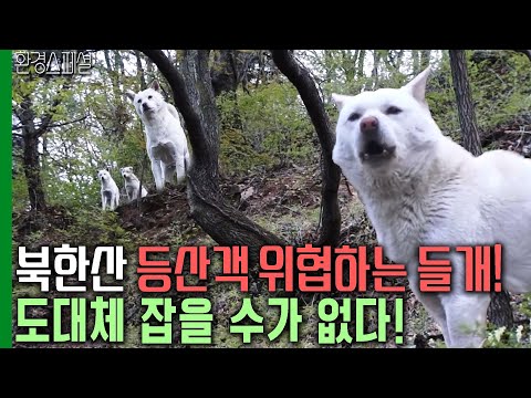북한산으로 몰려온 들개떼! 도대체 잡을 수가 없다! [환경스페셜-백구, 북한산으로 간 까닭은?] / KBS 20120530 방송