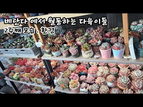 베란다에서 월동2주째인 다육들의 모습과 환경. #창 .군생 #코노 #선인장 #에오니옴