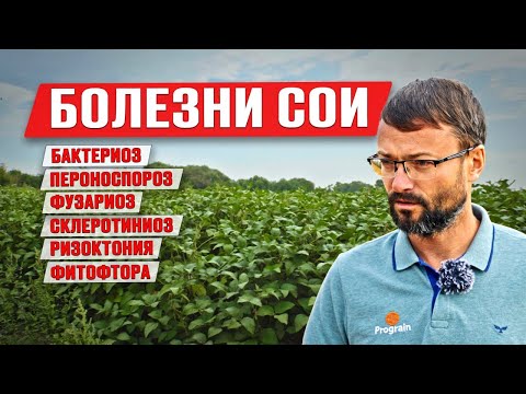 Болезни сои | Содержание протеина в сое | Ошибки в защите сои | Возделывание сои
