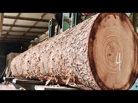 "FROM LOAD TO PLANK! The Initial Process of Golden Teak Wood Processing"