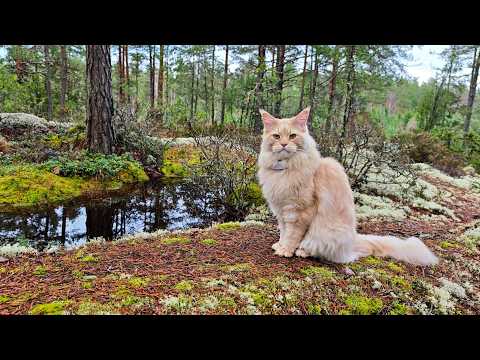 Buster's Relaxing Walk In the Forest