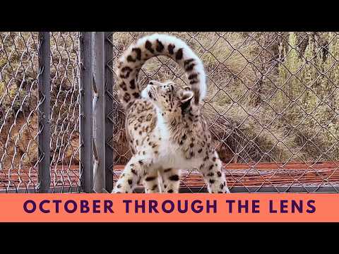 October Journal：The Autumn Days of Ling Xiaozhe and Ling Xiaomang