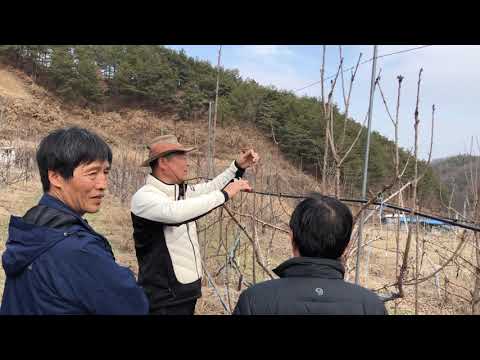 고감체리원 체리주간형수형1
