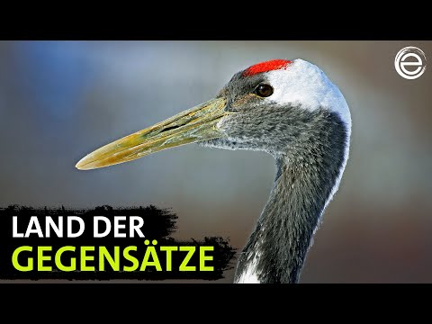 Wildes Japan – Artenvielfalt und Naturphänomene | Erlebnis Erde