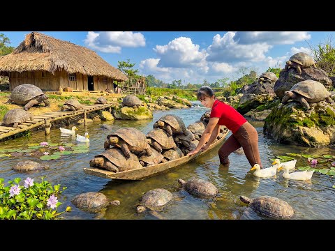 TIMELAPSE -- Harvesting Giant Turtles by the Stream, Go To Market Sell & Raising Chickens and Ducks