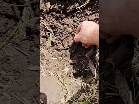 What a nice surprise at the bottom of the hole #metaldetecting #treasuresearch