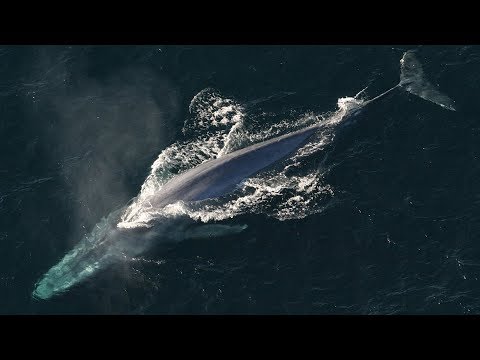 Every Living Whale Family - Cetacean Evolution Part 2