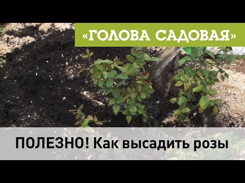 Голова садовая - ПОЛЕЗНО! Как высадить розы