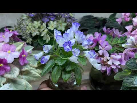 Blooming violets in December 2025.