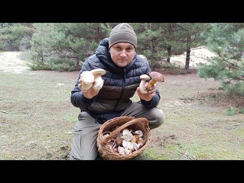 Mushroom December. I've changed my mind about calling it a day!