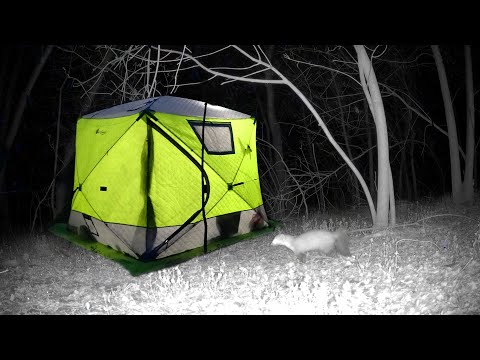 ХОД ВОБЛЫ в ЗАПРЕТ. РЕДКИЙ ЗВЕРЬ В НОЧИ. Рыбалка c ночёвкой. Ловля судака на тюльку. Бель на донки.