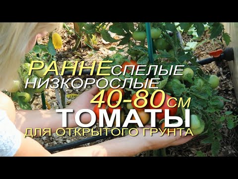 SEVEN EARLY-MATCHING LOW-GROWING TOMATOES for open ground! Tips from GREEN GARDEN!