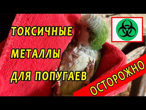ОСТОРОЖНО! ЭТИ МЕТАЛЛЫ УБЬЮТ ВАШЕГО ПОПУГАЯ | ТОКСИЧНЫЕ И БЕЗОПАСНЫЕ КЛЕТКИ И ИГРУШКИ ДЛЯ ПОПУГАЕВ