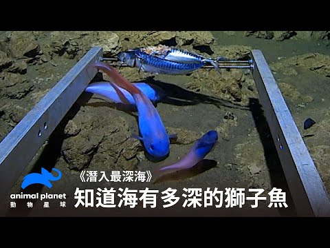 前進南極海底第一人，一窺住最深的獅子魚｜潛入最深海｜動物星球頻道