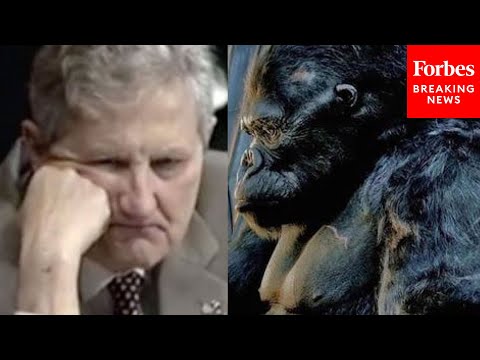 'As Long As King Kong's Arm': John Kennedy Confronts Biden Judicial Nominee With Old Tweets