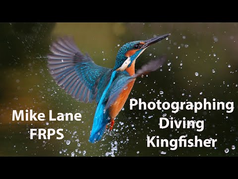 Photograph Kingfishers diving into the water