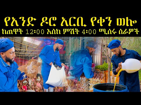 የዶሮ አርቢ የቀን ውሎ ከጠዋት 12:00 እስከ ምሽት 4:00 የሚሰራቸው ስራዎች በቅደም ተከተል| poultry farmer daily activities farm|