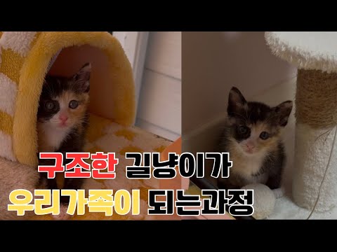 우리집 막내 아깽이