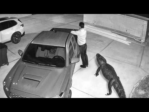 Wild Animals Invading Cities Caught on Camera