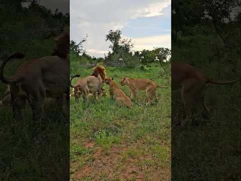 Black Dam Male Lion Gets an Ego Boost
