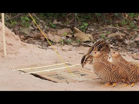 Unique Underground Quail Bird Trap - How to work 100%
