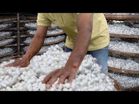 How they Handle Millions of Live Worms to Produce Expensive Silk