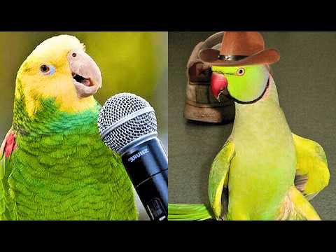 FUNNY AND CUTE PARROTS - TRY NOT TO LAUGH!