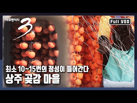 [다큐3일★풀버전] 🌞햇살 한 줌, 💨바람 한 점을 머금은 감과 함께 살아가는 사람들의 가을이야기 "감으로 물들다 - 상주 곶감 마을" (KBS 20151115 방송)