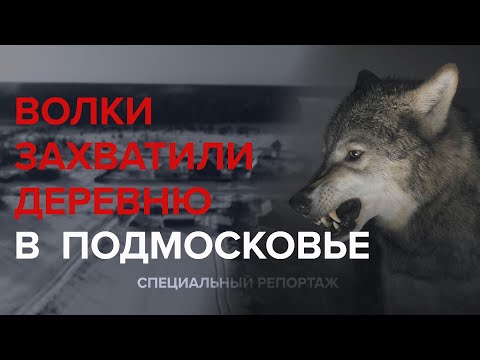 ВОЛКИ ЗАХВАТИ ДЕРЕВНЮ В ПОДМОСКОВЬЕ - Специальный репортаж