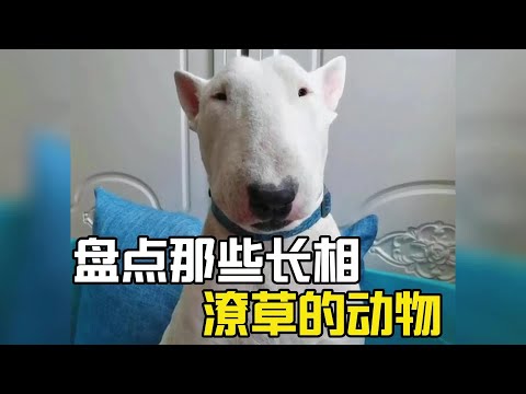 盤點那些長相潦草的動物，真是醜出了天際！#萌宠 #萌寵 #爆笑 #搞笑#搞笑视频#搞笑合集#搞笑挑战#搞笑視頻