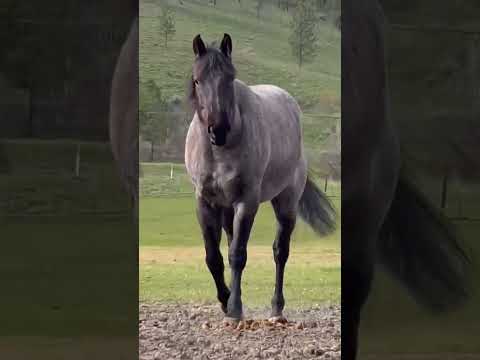 The amount of comments I get asking ‘how many horses do you own??’ One. Just one colourful horse 😂