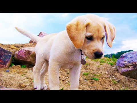 Лабрадор. Происхождение породы, экстерьер, уход и воспитание. Собаки от А до Я (DOGS FROM A TO Z)