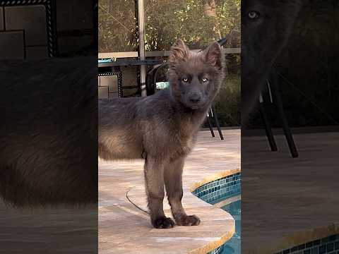 My Dog is a White Walker - #wolf #wolfdog #whitewalker