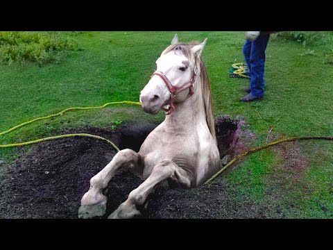 Embarrassing Moments For Animals