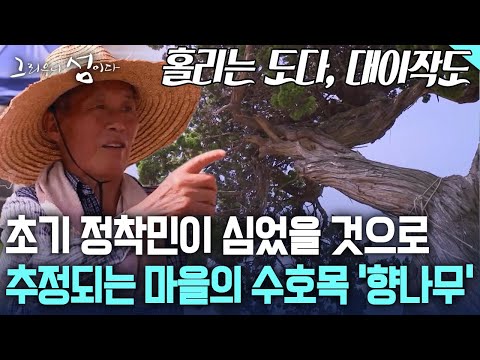 초기 정착민이 심었을 것으로 추정되는 계남마을의 수호목 ‘향나무’ [그리우니 섬이다]