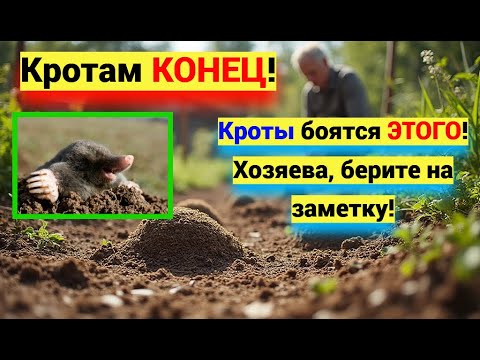Кроты на огороде: КАК избавиться НАВСЕГДА! вот что я сделал…