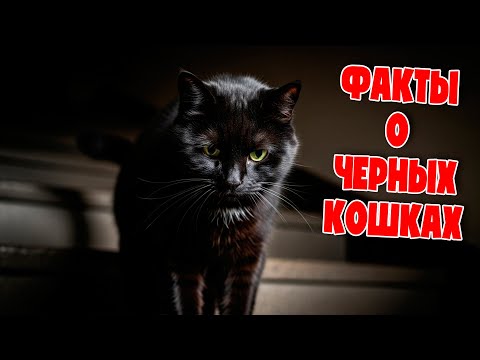🐈‍⬛ 10 ФАКТОВ О ЧЁРНЫХ КОШКАХ: Почему они ПРИНОСЯТ УДАЧУ? 🍀