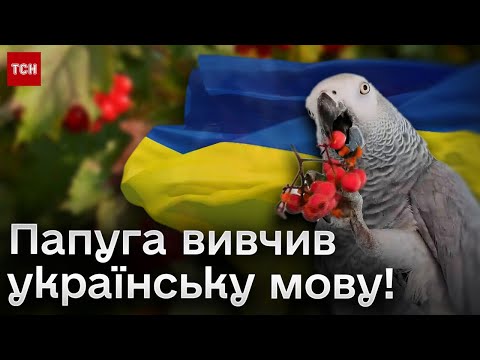 🦜 Папуга після окупації вивчив українську і знає, куди відправити Росію
