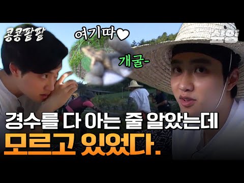 [#콩콩팥팥] 경수는 정말 못 하는 게 없구나^^ 풀밭에 있는 개구리 냅다 잡아다가 이광수 놀리러 가는 도경수ㅋㅋㅋ 잡초 뽑다 말고 톰과 제리 찍는 수수의 궁디 맴매 엔딩ㅋㅋㅋ