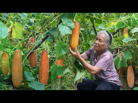 100kg of cucumbers, from planting to cooking