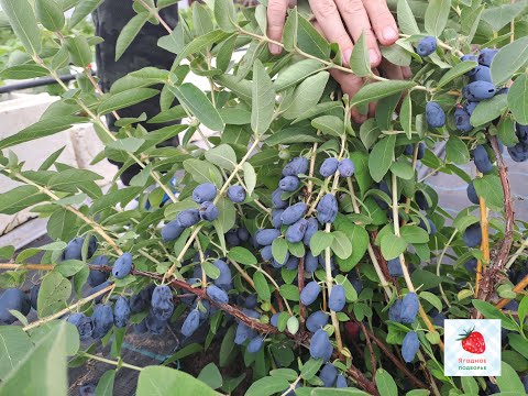 Лучшие сорта жимолости