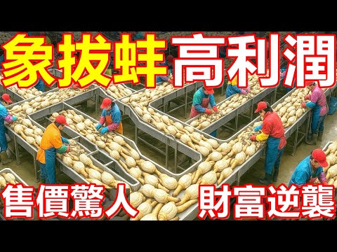 The entire geoduck farming process! Every step is eye-opening!