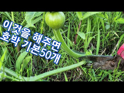 The reason why you must use the new pumpkin layering method is because the stems are lush but the...