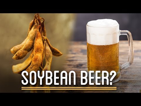 Can You Brew Soy Beans into Beer?